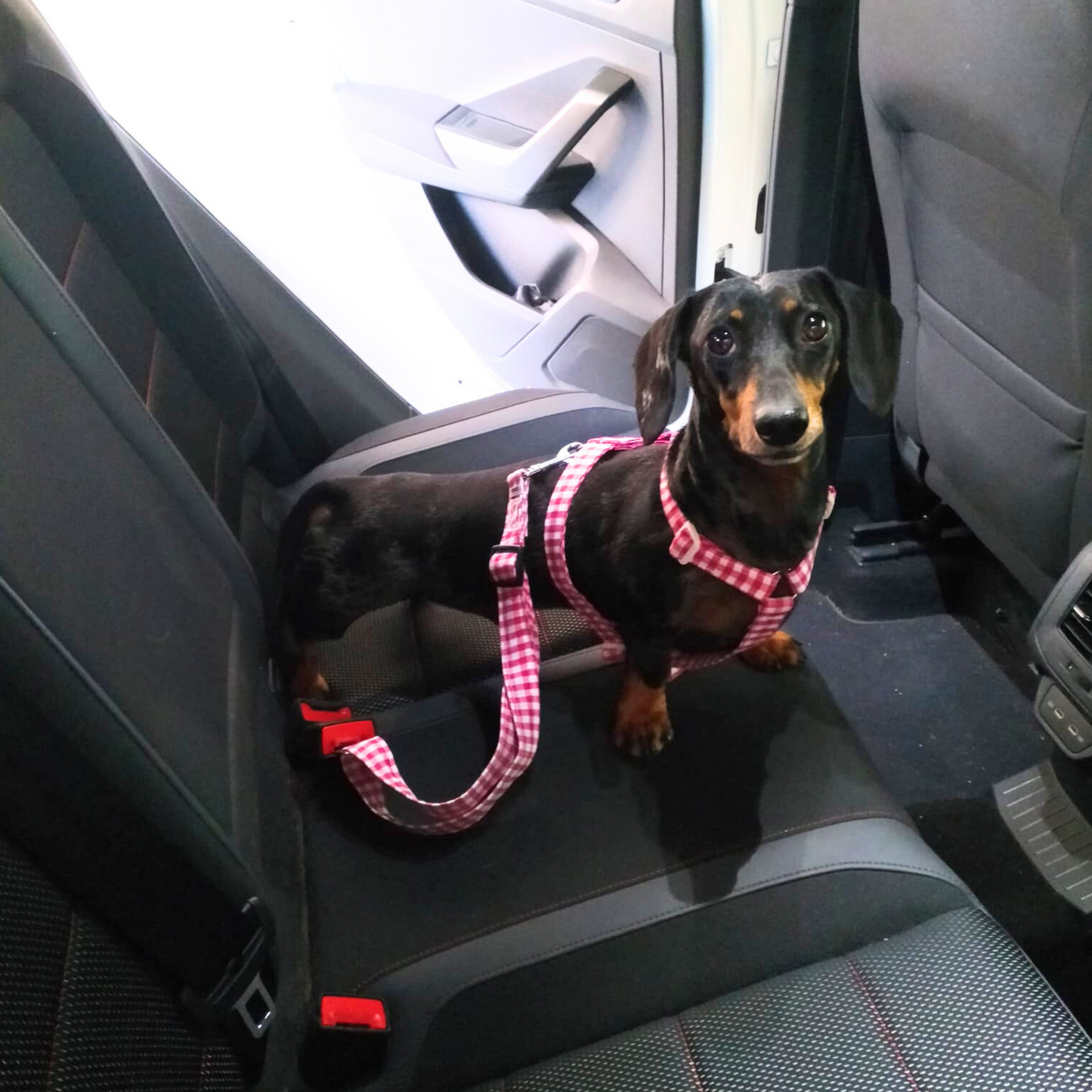 Cinturón de Seguridad para el coche